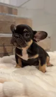 Chocolate, a female French Bulldog for sale in Danbury, CT – 1 of 3