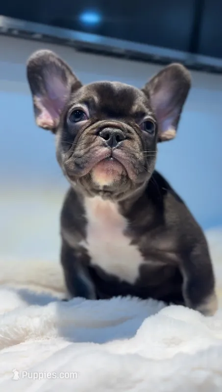 Choco, a male French Bulldog for sale in Danbury, CT – 1 of 5