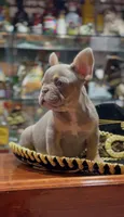 Isabella , a female French Bulldog for sale in Danbury, CT – 4 of 7