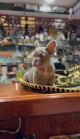 Isabella , a female French Bulldog for sale in Danbury, CT – 2 of 7