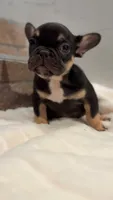 Chocolate, a female French Bulldog for sale in Danbury, CT – 3 of 3