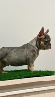 Rocky, a male French Bulldog for sale in Danbury, CT – 2 of 6