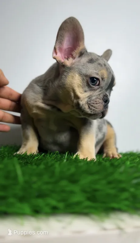Merle Puppy – French Bulldog puppy for sale in Danbury, CT