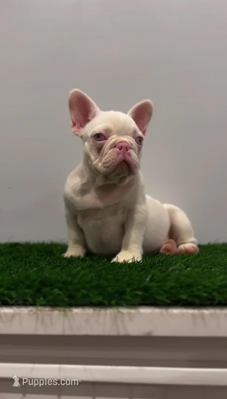 Pink Boy – French Bulldog puppy for sale in Danbury, CT