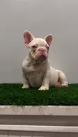 Pink Boy, a male French Bulldog for sale in Danbury, CT – 1 of 4