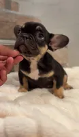 Chocolate, a female French Bulldog for sale in Danbury, CT – 2 of 3