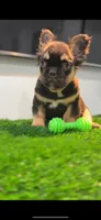Choco, a male French Bulldog for sale in Danbury, CT – Photo 4 of 4