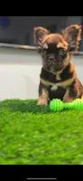 Choco, a male French Bulldog for sale in Danbury, CT – Photo 3 of 4