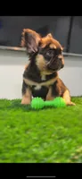 Choco, a male French Bulldog for sale in Danbury, CT – Photo 1 of 4