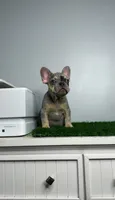 Merle Puppy, a male French Bulldog for sale in Danbury, CT – 4 of 4