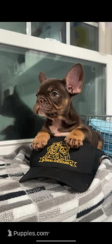 Tyson, a male French Bulldog for sale in Danbury, CT – Photo 1 of 4