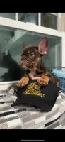 Tyson, a male French Bulldog for sale in Danbury, CT – Photo 1 of 4