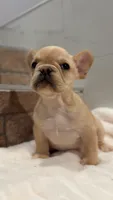 Peaches , a female French Bulldog for sale in Danbury, CT – 3 of 4