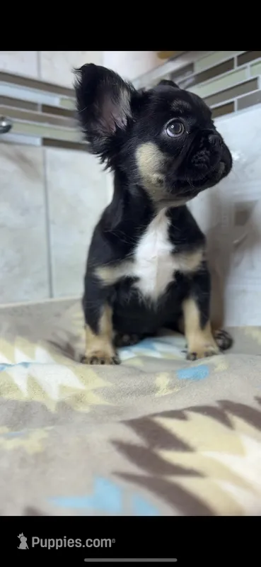 Fluffy – French Bulldog puppy for sale in Danbury, CT