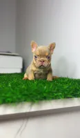 Isabella , a female French Bulldog for sale in Danbury, CT – 3 of 3