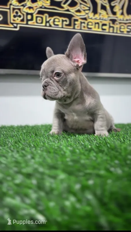 Chiko  – French Bulldog puppy for sale in Danbury, CT