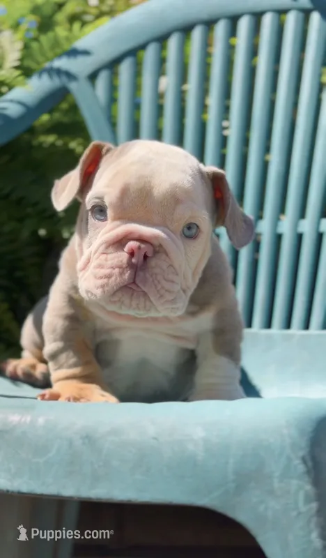 Lilac Boy – English Bulldog puppy for sale in Danbury, CT