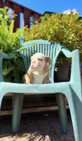 Fawn Boy , a male English Bulldog for sale in Danbury, CT – 2 of 2
