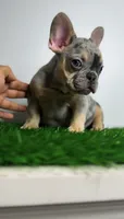 Merle Puppy, a male French Bulldog for sale in Danbury, CT – 3 of 4