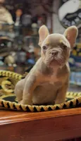 Isabella , a female French Bulldog for sale in Danbury, CT – 3 of 7