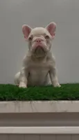 Pink Baby Girl , a female French Bulldog for sale in Danbury, CT – 3 of 5
