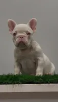 Pink Baby Girl , a female French Bulldog for sale in Danbury, CT – 5 of 5