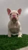 Pink Boy, a male French Bulldog for sale in Danbury, CT – 2 of 4