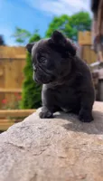 Bluey, a male French Bulldog for sale in Danbury, CT – 1 of 4