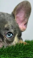 Rocky, a male French Bulldog for sale in Danbury, CT – 3 of 6