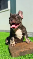 Choco, a male French Bulldog for sale in Danbury, CT – 3 of 4