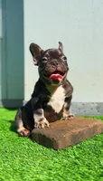 Choco, a male French Bulldog for sale in Danbury, CT – 2 of 4