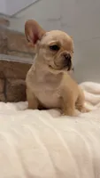 Peaches , a female French Bulldog for sale in Danbury, CT – 4 of 4