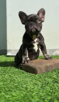 Baby choco, a female French Bulldog for sale in Danbury, CT – 4 of 4