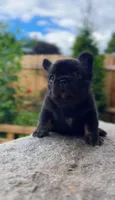 Choco, a female French Bulldog for sale in Danbury, CT – 4 of 5