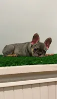 Rocky, a male French Bulldog for sale in Danbury, CT – 5 of 6