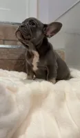 Lilac , a female French Bulldog for sale in Danbury, CT – 2 of 3