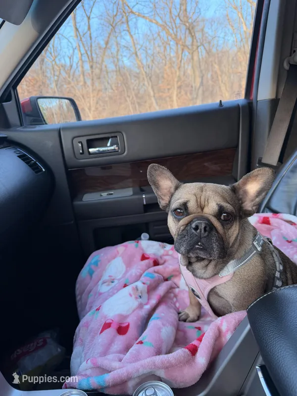 Jackie – French Bulldog puppy for sale in Wheatfield, IN