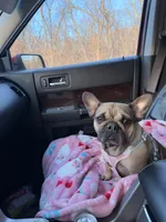 Jackie, a female French Bulldog for sale in Wheatfield, IN – Photo 1 of 2