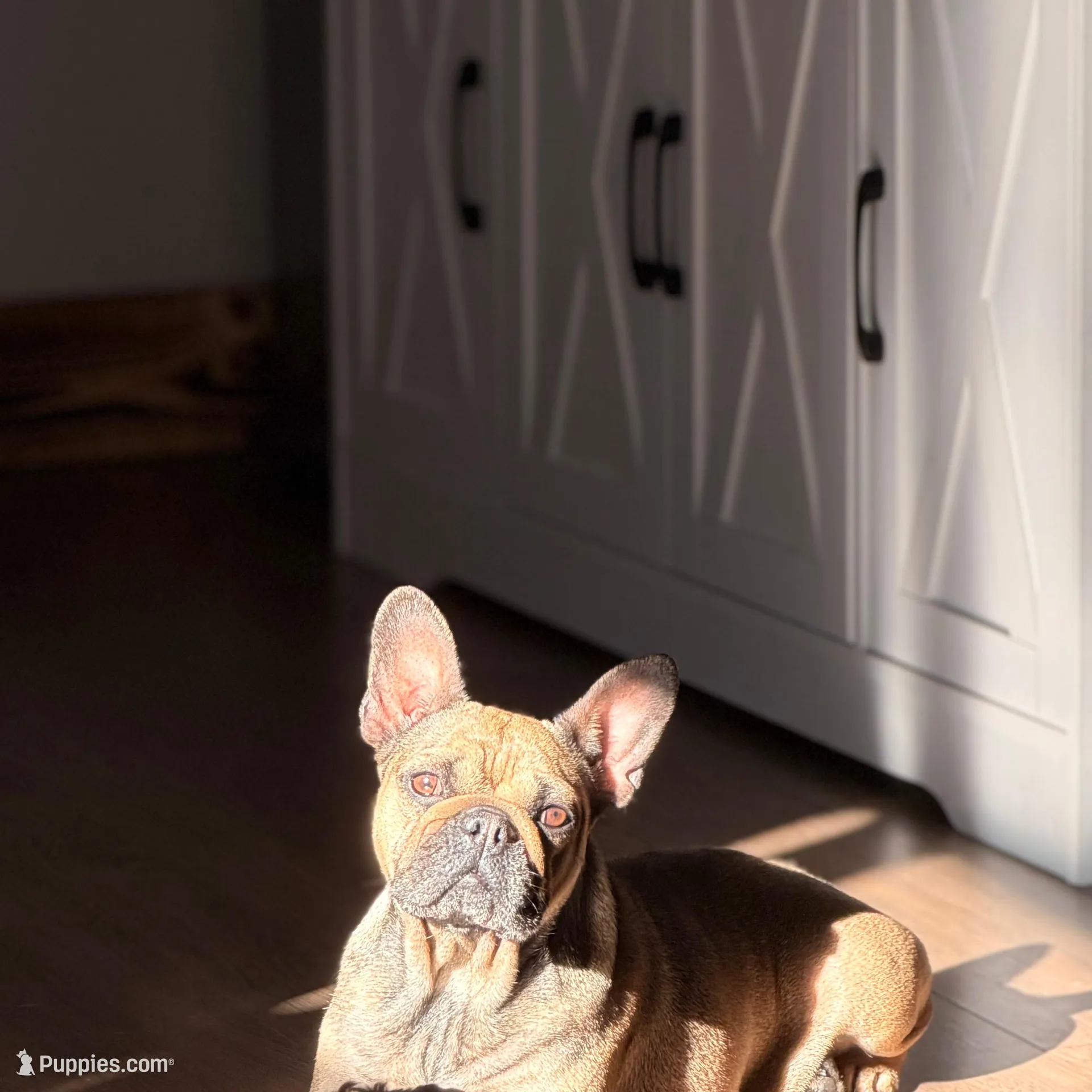 Jackie, a female French Bulldog for sale in Wheatfield, IN – Photo 2 of 2
