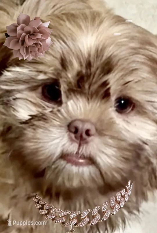 London – Shih Tzu puppy for sale in Buckeye, AZ