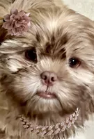 London, a female Shih Tzu for sale in Buckeye, AZ – 1 of 9