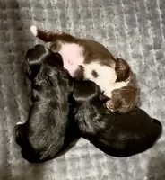 Dove, a female Shih Tzu for sale in Buckeye, AZ – Photo 3 of 3