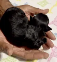 Dove, a female Shih Tzu for sale in Buckeye, AZ – Photo 2 of 3