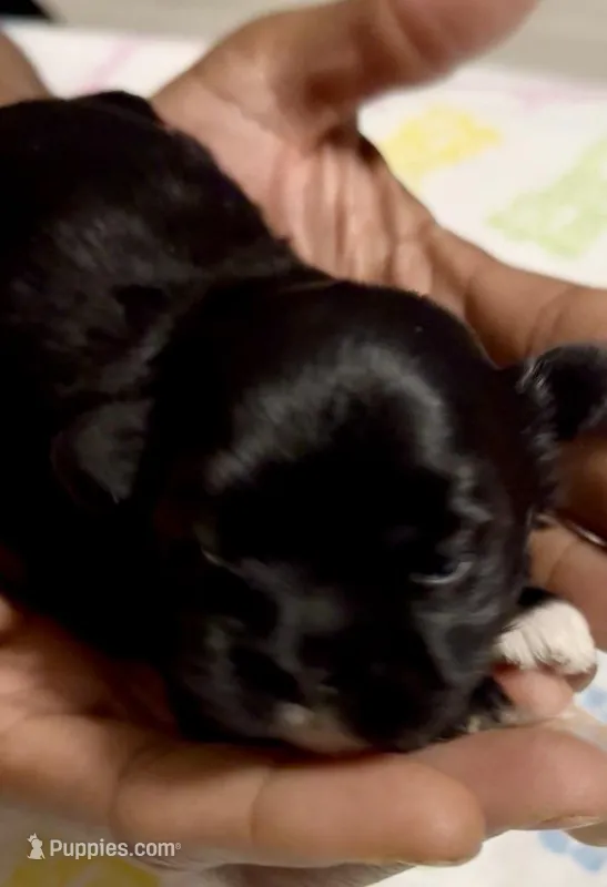 Dove – Shih Tzu puppy for sale in Buckeye, AZ