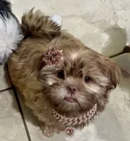 London, a female Shih Tzu for sale in Buckeye, AZ – 3 of 9