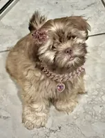 London, a female Shih Tzu for sale in Buckeye, AZ – 2 of 9