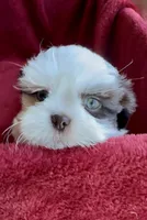 Ashley, a female Shih Tzu for sale in Buckeye, AZ – Photo 7 of 8