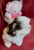 Ashley, a female Shih Tzu for sale in Buckeye, AZ – Photo 3 of 8