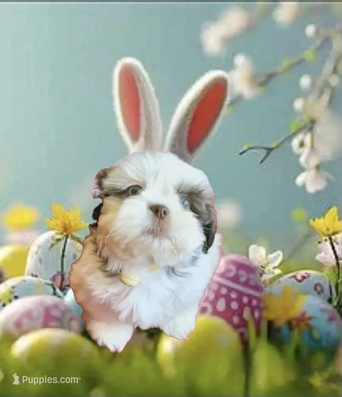 Ashley – Shih Tzu puppy for sale in Buckeye, AZ