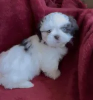 Ashley, a female Shih Tzu for sale in Buckeye, AZ – Photo 6 of 8